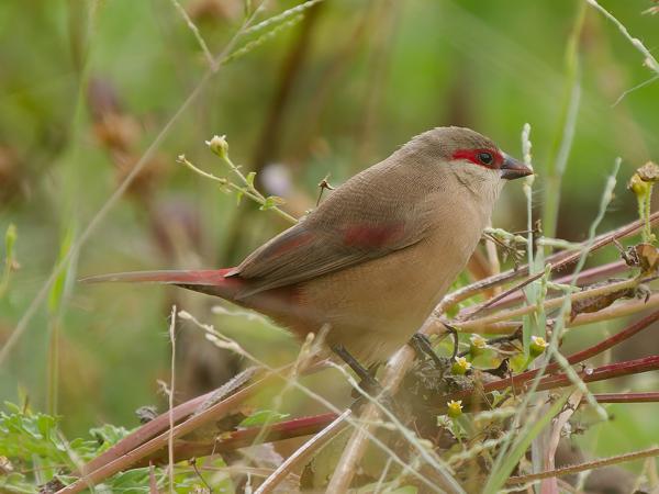 <h3><a href="/trips/tanzania/biota/animalia/chordata/aves/040 passeriformes/115 estrildidae/estrilda rhodopyga/estrilda rhodopyga-nl.html">Estrilda&nbsp;rhodopyga</a> / Crimson‑rumped&nbsp;waxbill / Teugelastrild</h3>OM-1 Mark II met OLYMPUS M.150-400mm F4.5 TC, 1/2000 sec  bij F5.6, ISO 2000, afstand 9.45&nbsp;m